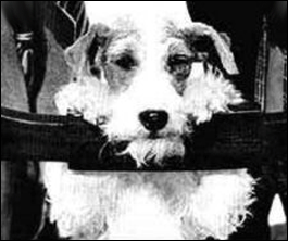 Asta peeking over a chair